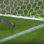 سنجاب يقتحم ملعب مباراة إنجليزية ويتسبب بإيقافها