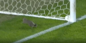 سنجاب يقتحم ملعب مباراة إنجليزية ويتسبب بإيقافها