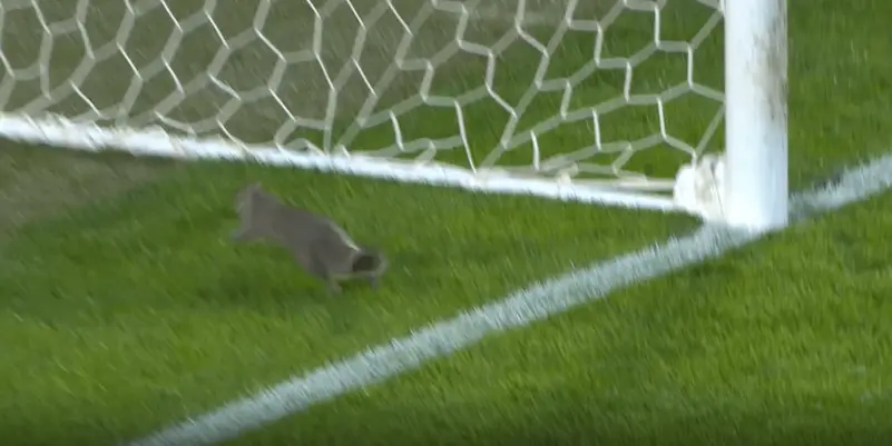 سنجاب يقتحم ملعب مباراة إنجليزية ويتسبب بإيقافها